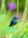 violet-crowned woodnymph (Thalurania colombica colombica) in Costa Rica