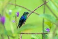 violet-crowned woodnymph (Thalurania colombica colombica) in Costa Rica