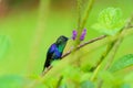 violet-crowned woodnymph (Thalurania colombica colombica) in Costa Rica