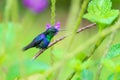 violet-crowned woodnymph (Thalurania colombica colombica) in Costa Rica