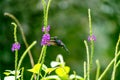 violet-crowned woodnymph (Thalurania colombica colombica) in Costa Rica