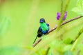 violet-crowned woodnymph (Thalurania colombica colombica) staring at camera, taken in Costa Rica