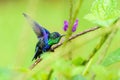 violet-crowned woodnymph (Thalurania colombica colombica) stretching it's wings, taken in Costa Rica