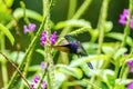 violet-crowned woodnymph (Thalurania colombica colombica) eating nectar in Costa Rica