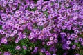 Violet crysanthemum