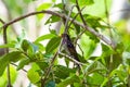 Violet Cuckoo Royalty Free Stock Photo