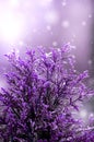 Violet cypress in white bokeh and gray background