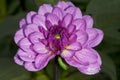 Violet dahlia flower bad closeup