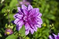 Violet dahlia flower in real garden. Royalty Free Stock Photo