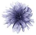 Violet dahlia flower white background isolated with clipping path. Closeup. For design. Royalty Free Stock Photo