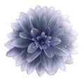 Violet Dahlia flower on a white  background.  Isolated  with clipping path. Closeup. with no shadows. Royalty Free Stock Photo