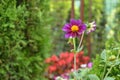 Violet Dahlia in a Garden Royalty Free Stock Photo