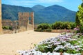 Violet daisies flowers, orange trees, green mountains and the ancient historic ruins of Simat de la Valldigna Monastery. Royalty Free Stock Photo