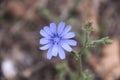 Violet daisies at the garden. Wild plants and flowers. Natural backgrounds Royalty Free Stock Photo