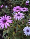 violet daisies- margaritas violetas- spring- primavera- garden Royalty Free Stock Photo
