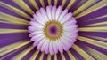 Violet daisy flower center with yellow anthers, abstract background