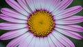 Violet daisy flower center with yellow anthers, abstract background