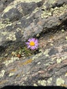 Violet daisy at Rocky Mountain National Park