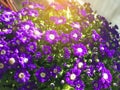 Violet daisy flower under sun light Royalty Free Stock Photo