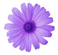 Violet daisy flower on a white isolated background with clipping path. Flower for design, texture, postcard, wrapper. Closeup.