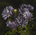Violet daysies flower in garden. Royalty Free Stock Photo