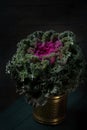 Violet decorative cabbage