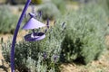 Violet decorative cage with bird in a lavender field