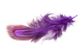Violet decorative colorful pheasant bird feather isolated on the white background Royalty Free Stock Photo