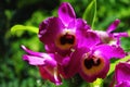 Violet Dendrobium orchid flowers with white to yellow to deep purple lower petal, lip and column