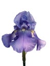 Violet dewy iris