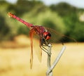 Violet Dropwing Dragonfly Royalty Free Stock Photo
