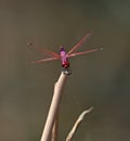 Violet Dropwing Royalty Free Stock Photo