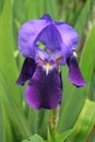 Violet dwarf iris Royalty Free Stock Photo