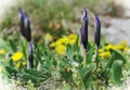 Violet Dwarf iris - buds in spring meadow. Royalty Free Stock Photo