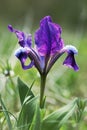 Violet Dwarf iris (Iris pumila) Royalty Free Stock Photo