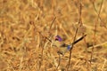 Violet-eared Waxbill - African Wild Bird Background - Colorful Nature