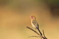 Violet-eared Waxbill - African Wild Bird Background - Colorful Tranquility