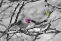 Violet-eared Waxbill - African Wild Bird Background - Selective Colors