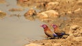 Violet-eared Waxbill - Beautiful Brothers