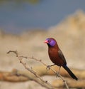 Violet-eared Waxbill - Beauty and the Thorn