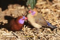 Violet-Eared Waxbill Finches Royalty Free Stock Photo