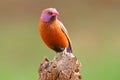 A colorful male violet-eared waxbill perched on a branch, South Africa