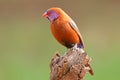 A colorful male violet-eared waxbill perched on a branch, South Africa