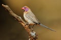 Violet-eared waxbill perched on a branch