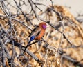 Violet-eared Waxbill Royalty Free Stock Photo