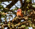 Violet eared waxbill perched in early morning cold