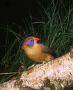 Violet Eared Waxbill, uraeginthus granatina, Adult standing on Branch