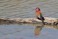 Violet-eared Waxbill - Wild Bird Background Beauty from Africa