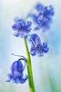 Violet early spring wildflowers, blue bells Royalty Free Stock Photo