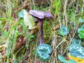 Violet edible mushroom cortinarius violaceus